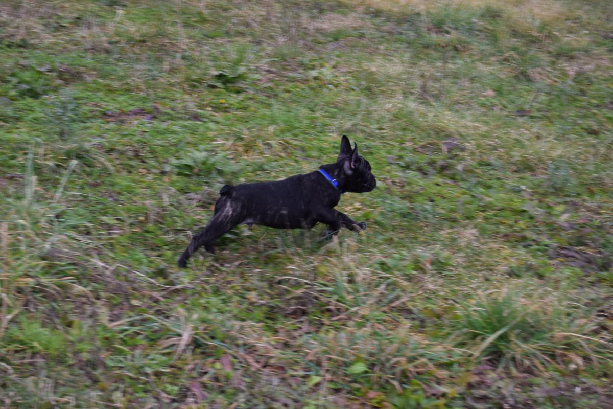 Chiot Mâle bringé Bouledogue Français