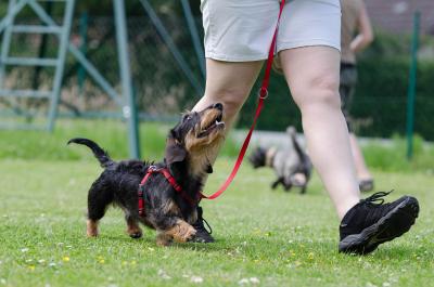 3 éducateurs canins à suivre sur le net