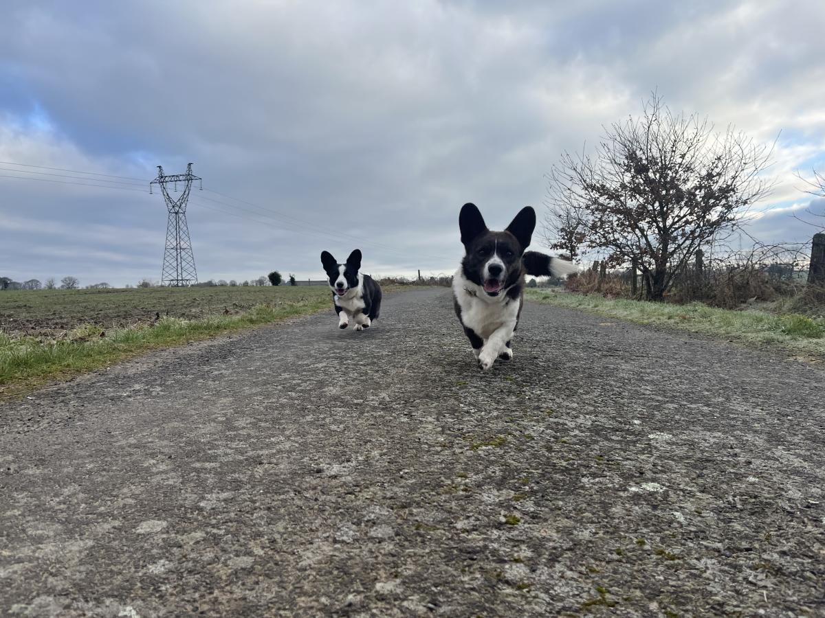 Élevage du Gélétan
