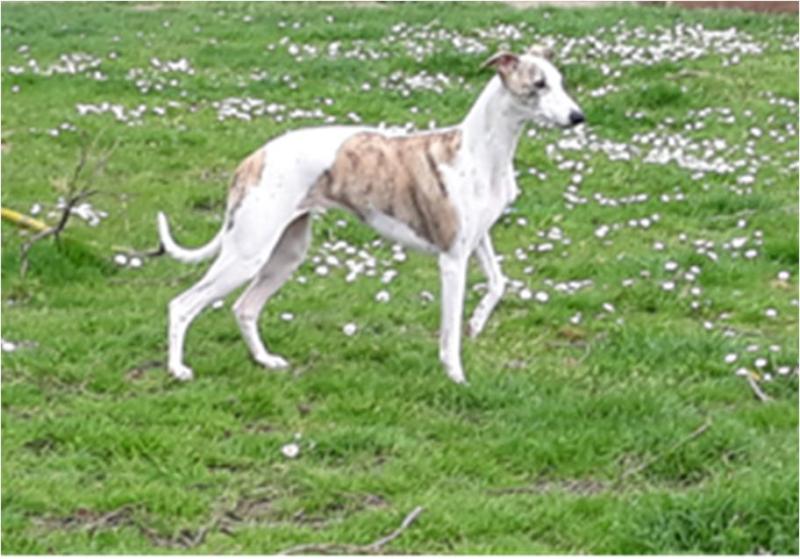 OEUVRE D ART DE BOISSEGUR