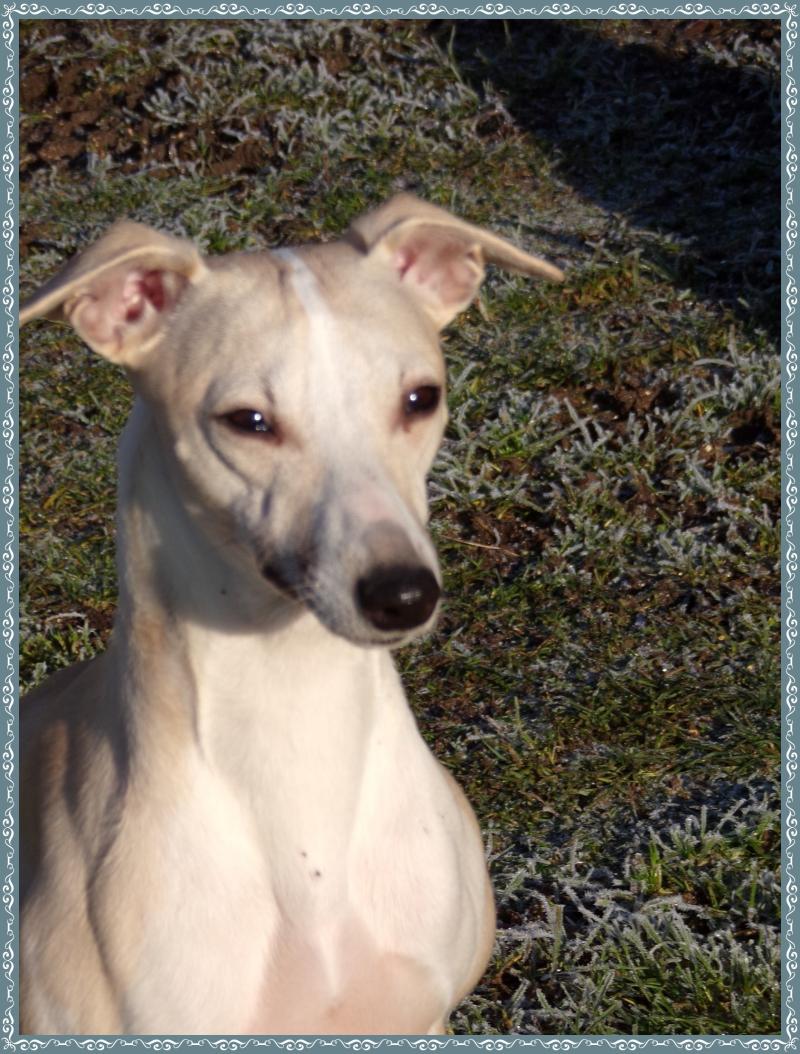 URPHEE DU DOMAINE BELLE ROSE