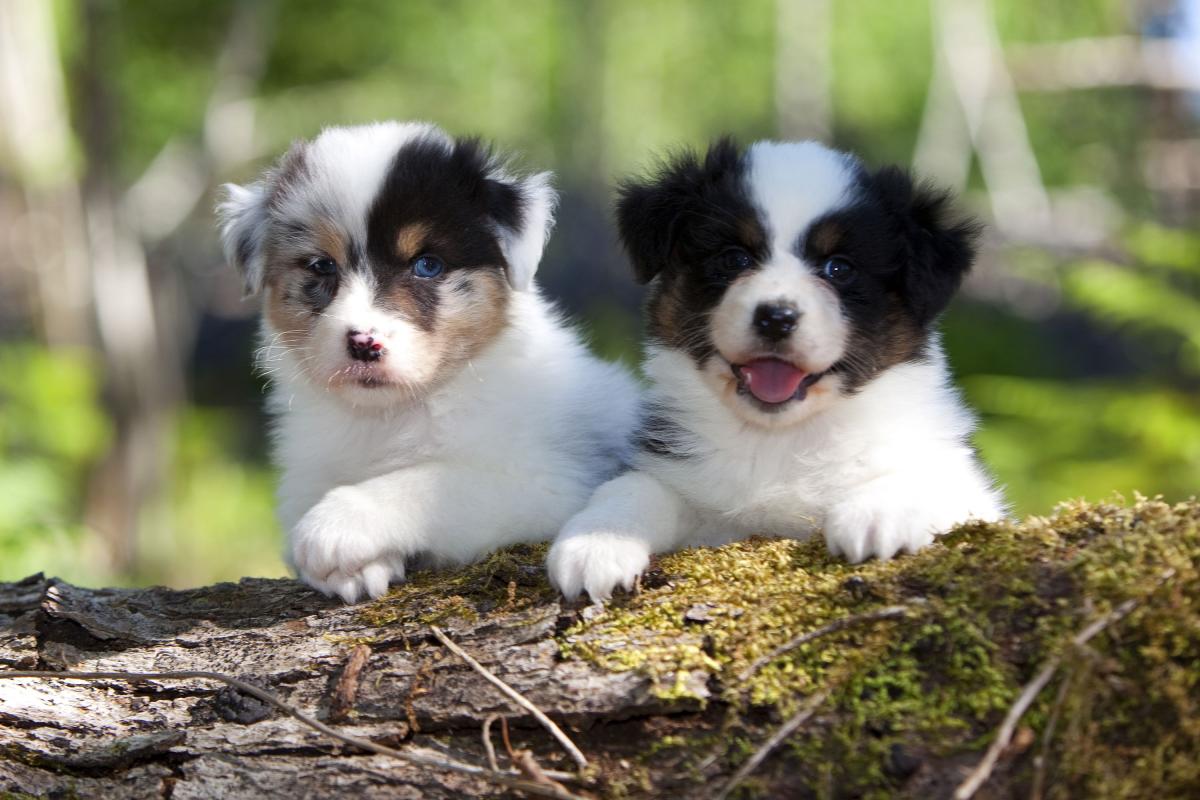Elevage du Chemin de la Lune aux Rêves