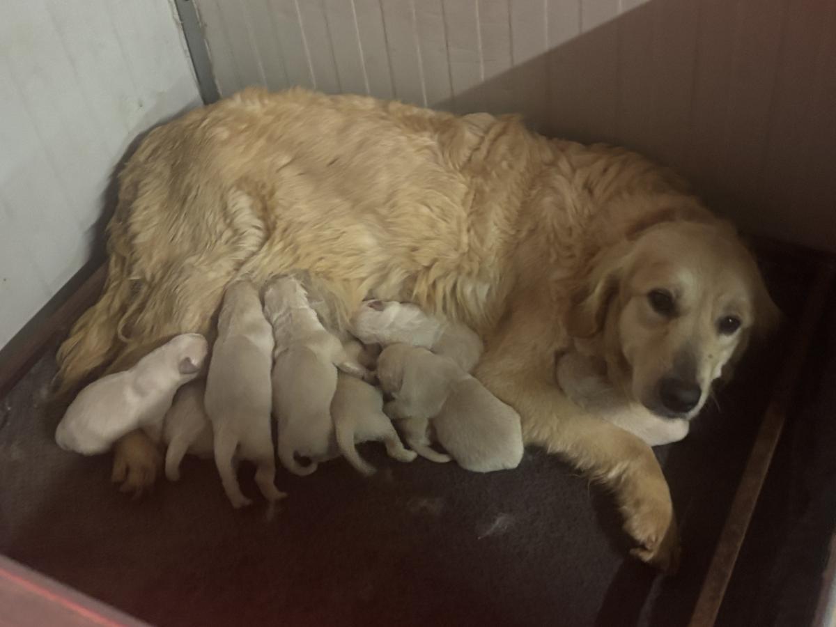Élevage canin des gardiens du palais