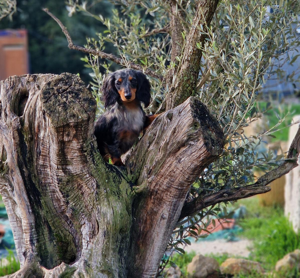 Elevage of the divin world