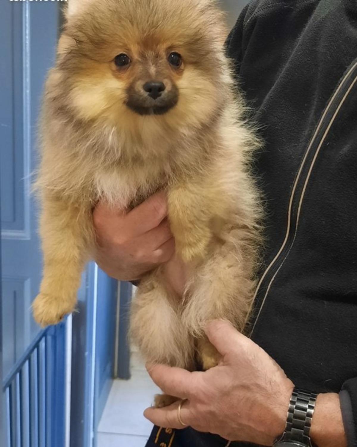 Victoria ,Spitz nain pomeranian