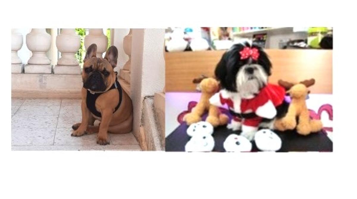 elevage du domaine du pavé d'argent