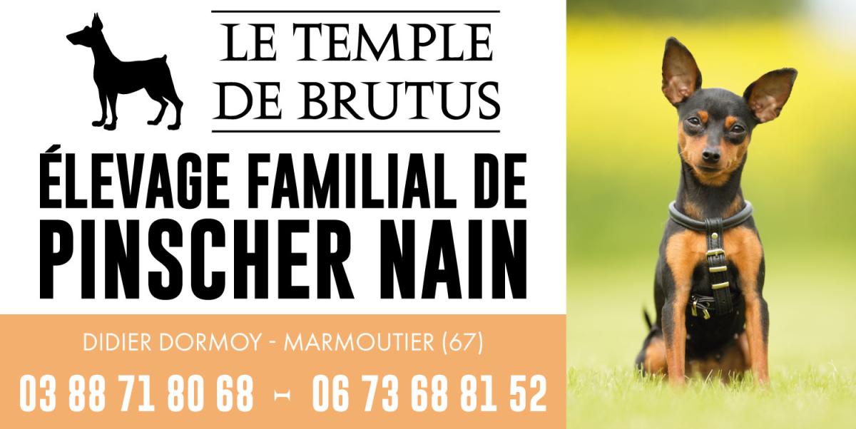 ELEVAGE DU TEMPLE DE BRUTUS