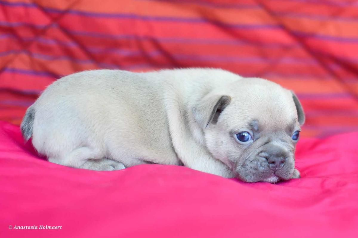 En Un Tour De Pattes