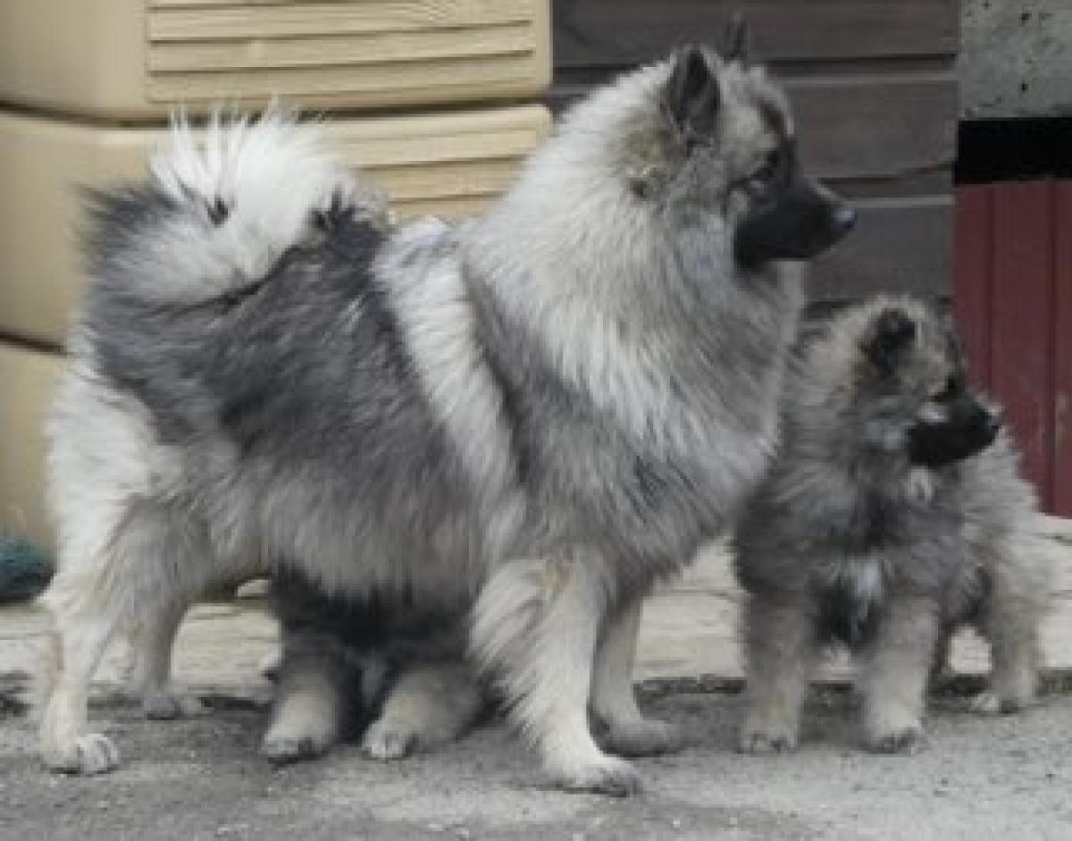 Les Chiens à la Folie