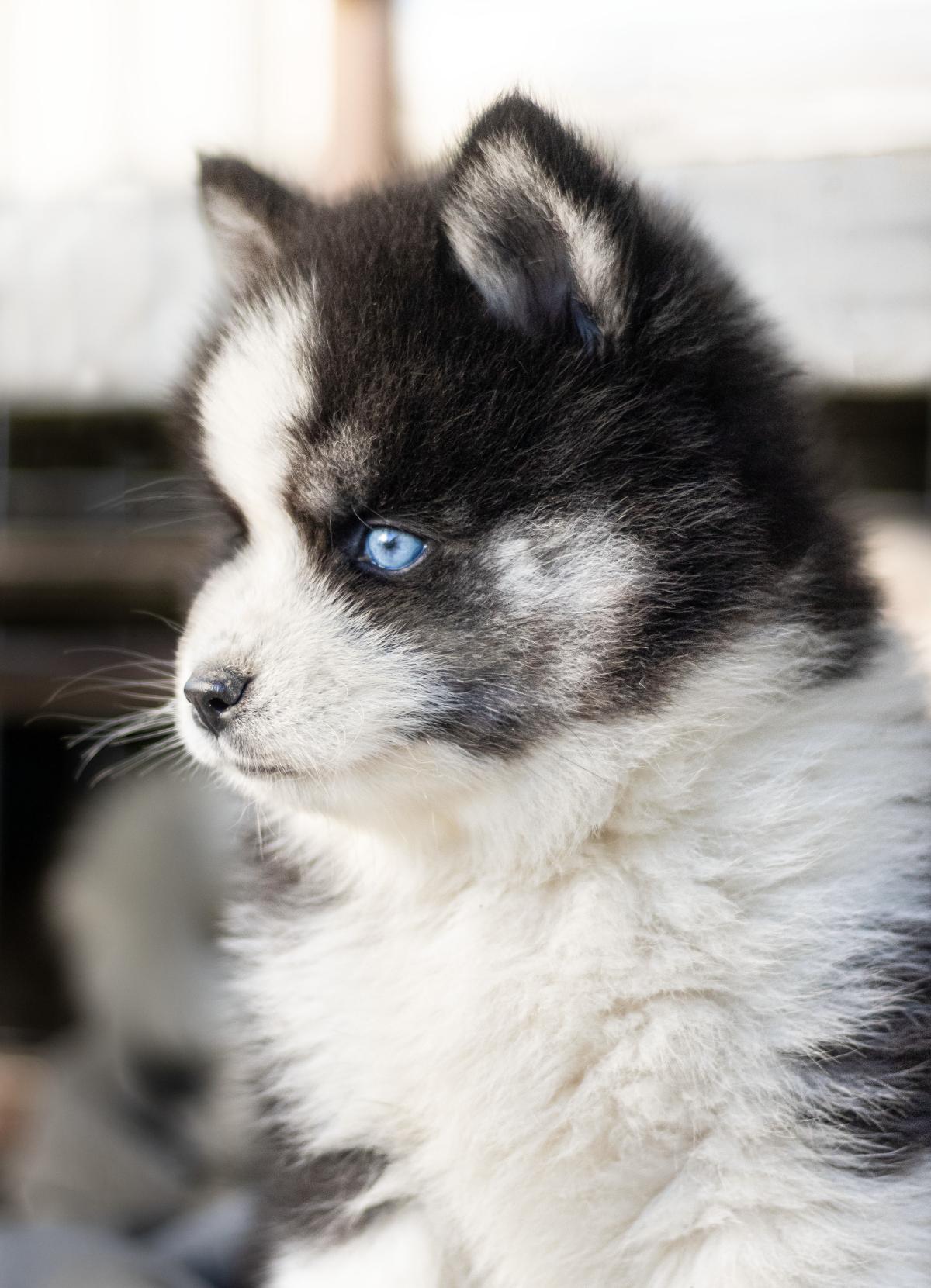 Pomsky Family