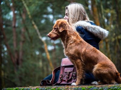 Les bases de l'éducation canine