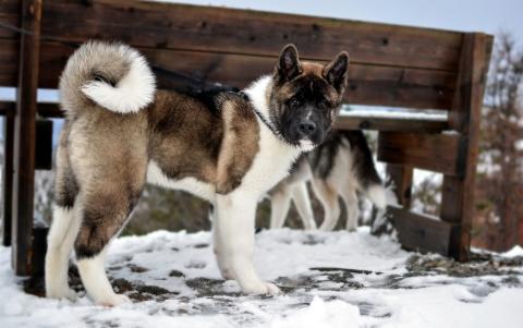 Race de chien