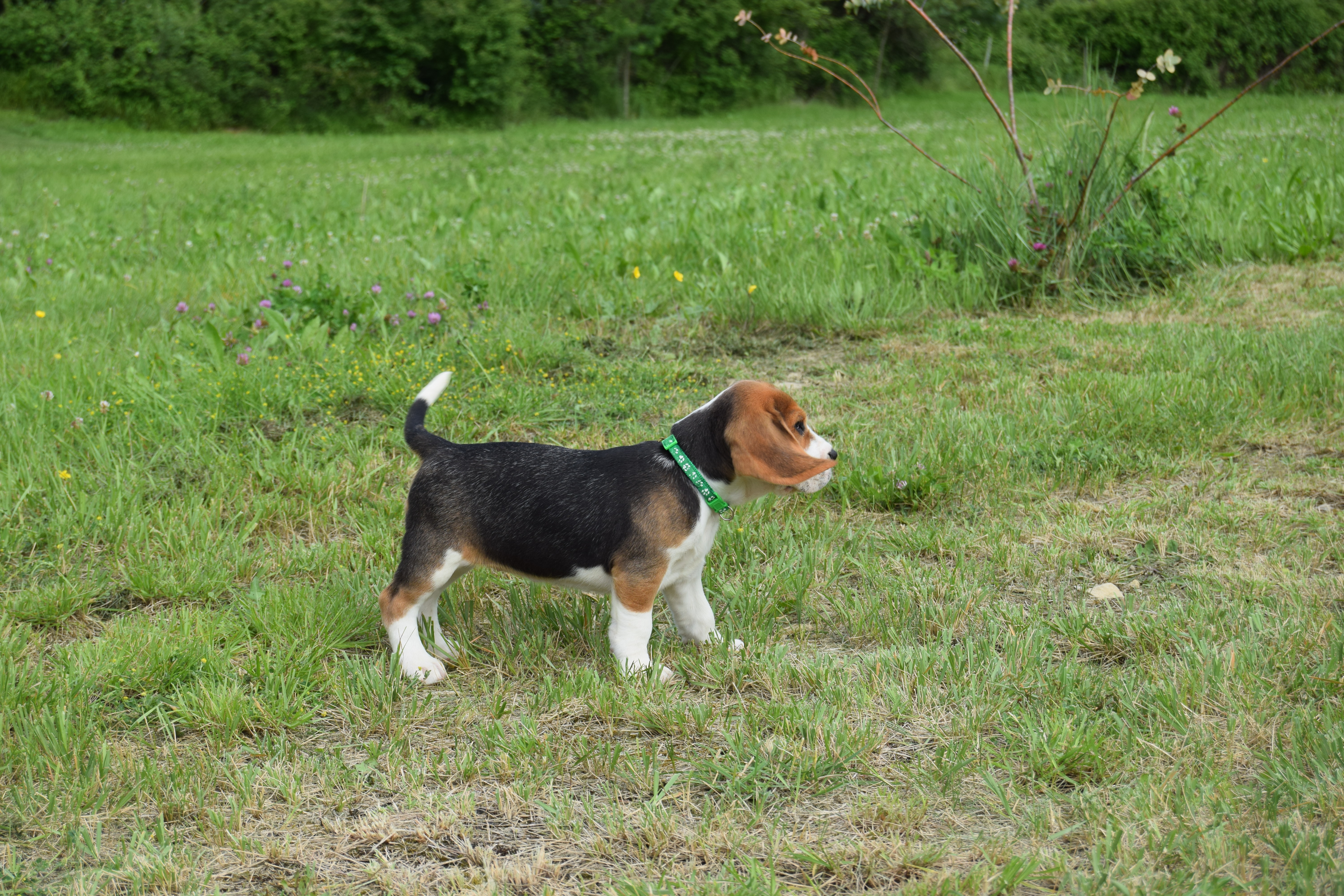 Chiot mâle Beagle tricolore disponible compagnie ou chasse "collier vert"