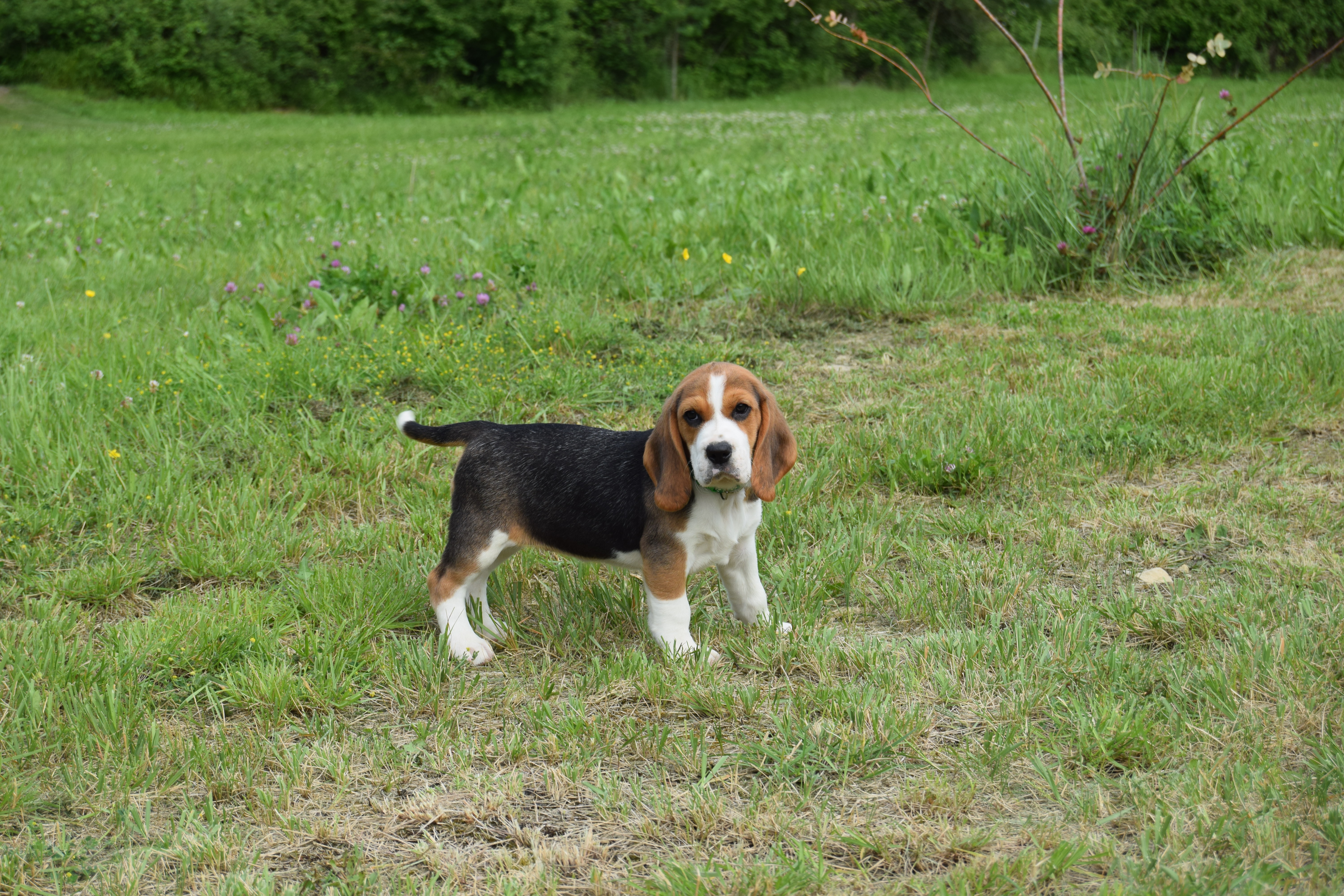 Chiot mâle Beagle tricolore disponible compagnie ou chasse "collier vert"