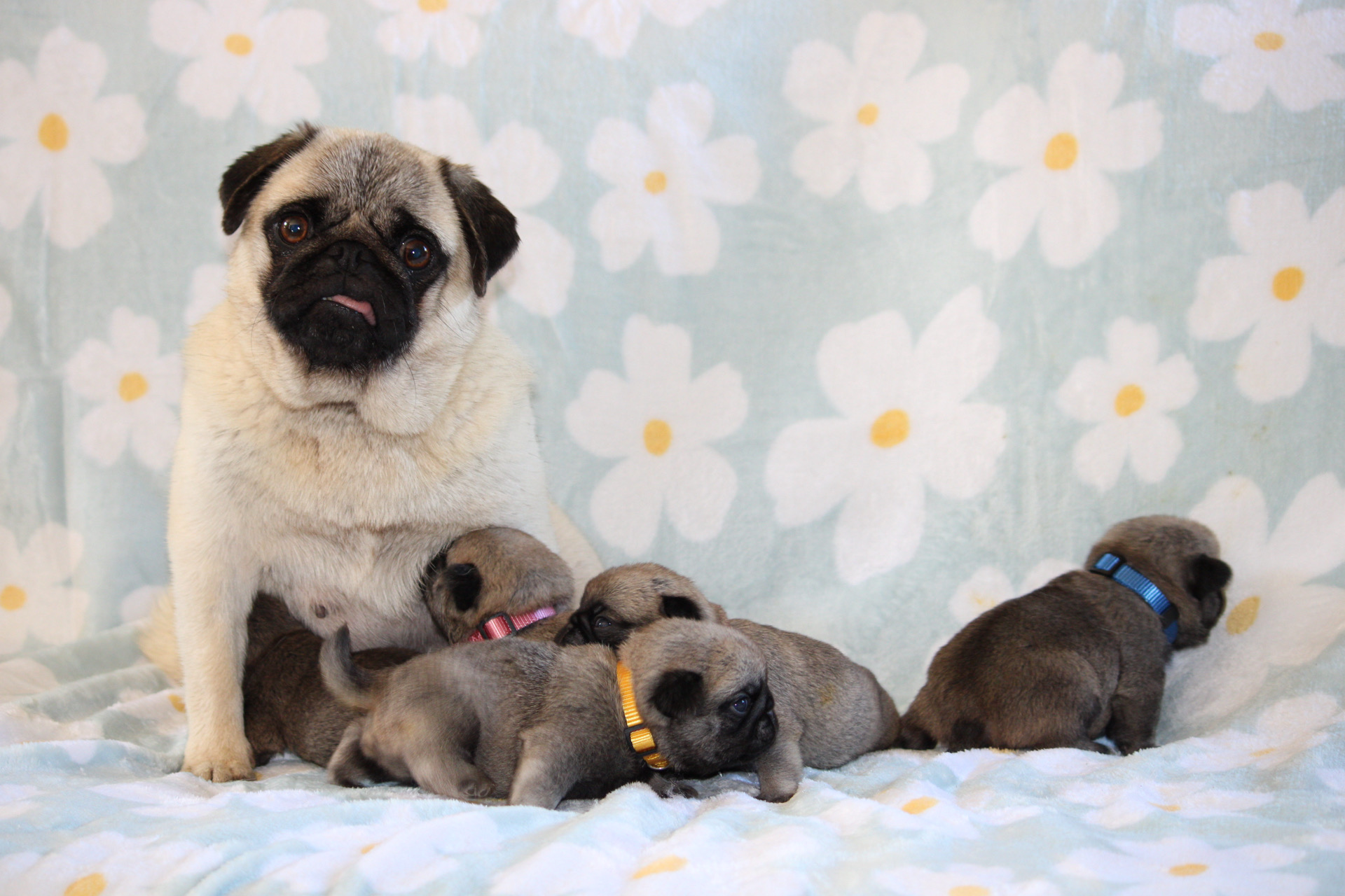 breeding.breeding_name
