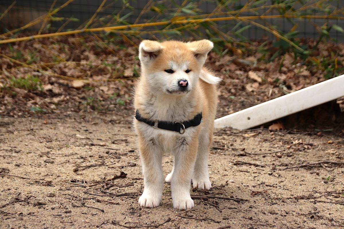 Chiot Akita inu LOF femelle rousse