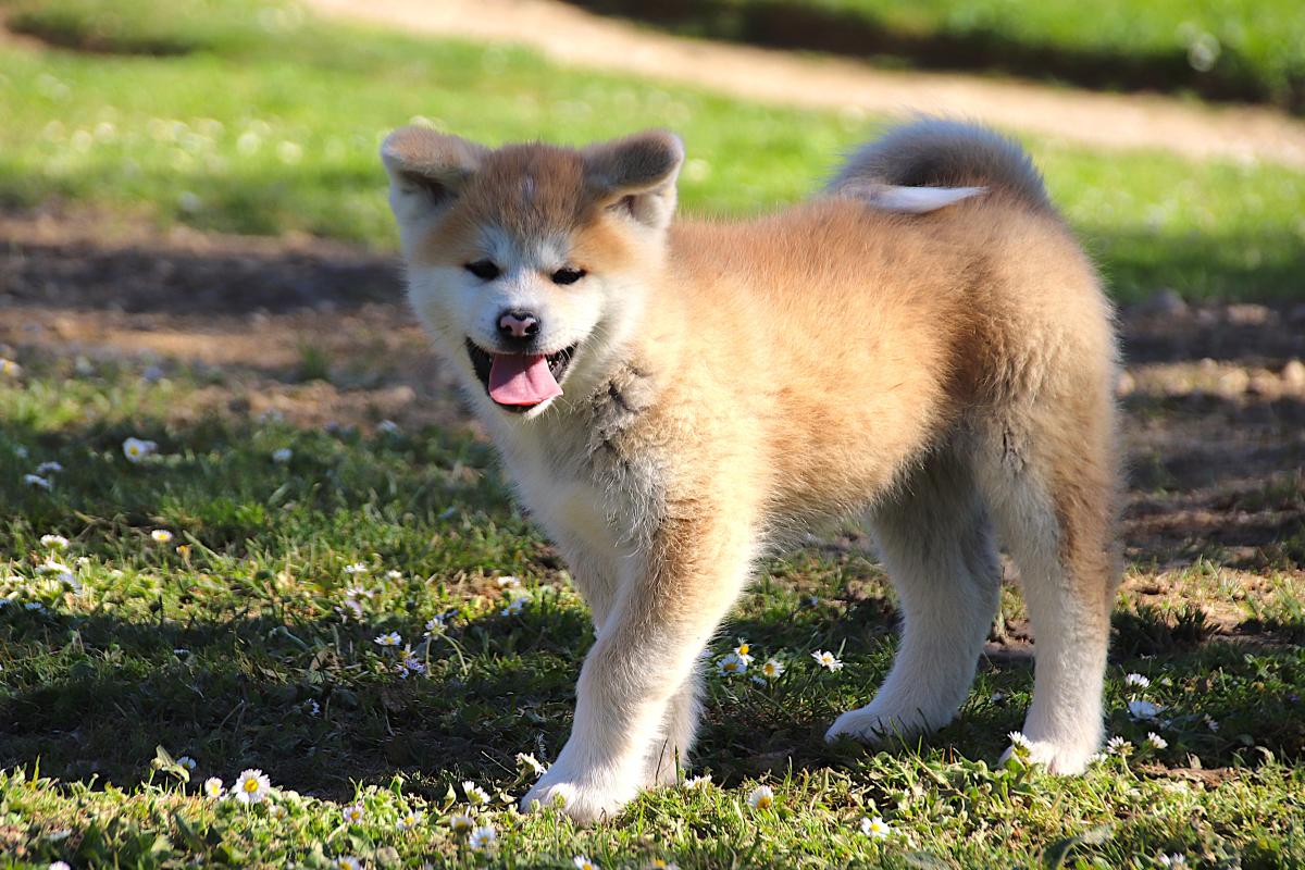 Chiot Akita inu LOF femelle rousse