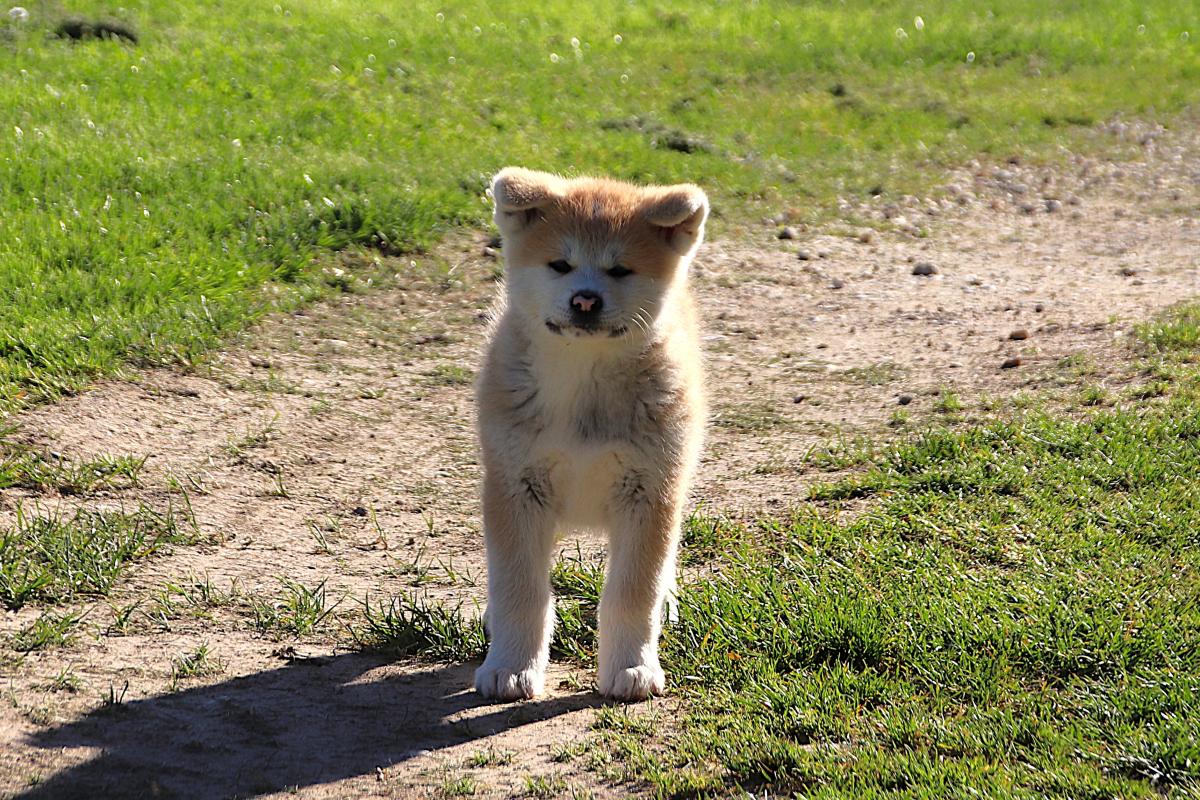 Chiot Akita inu LOF femelle rousse