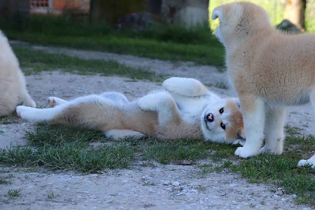Chiot Akita inu LOF femelle rousse