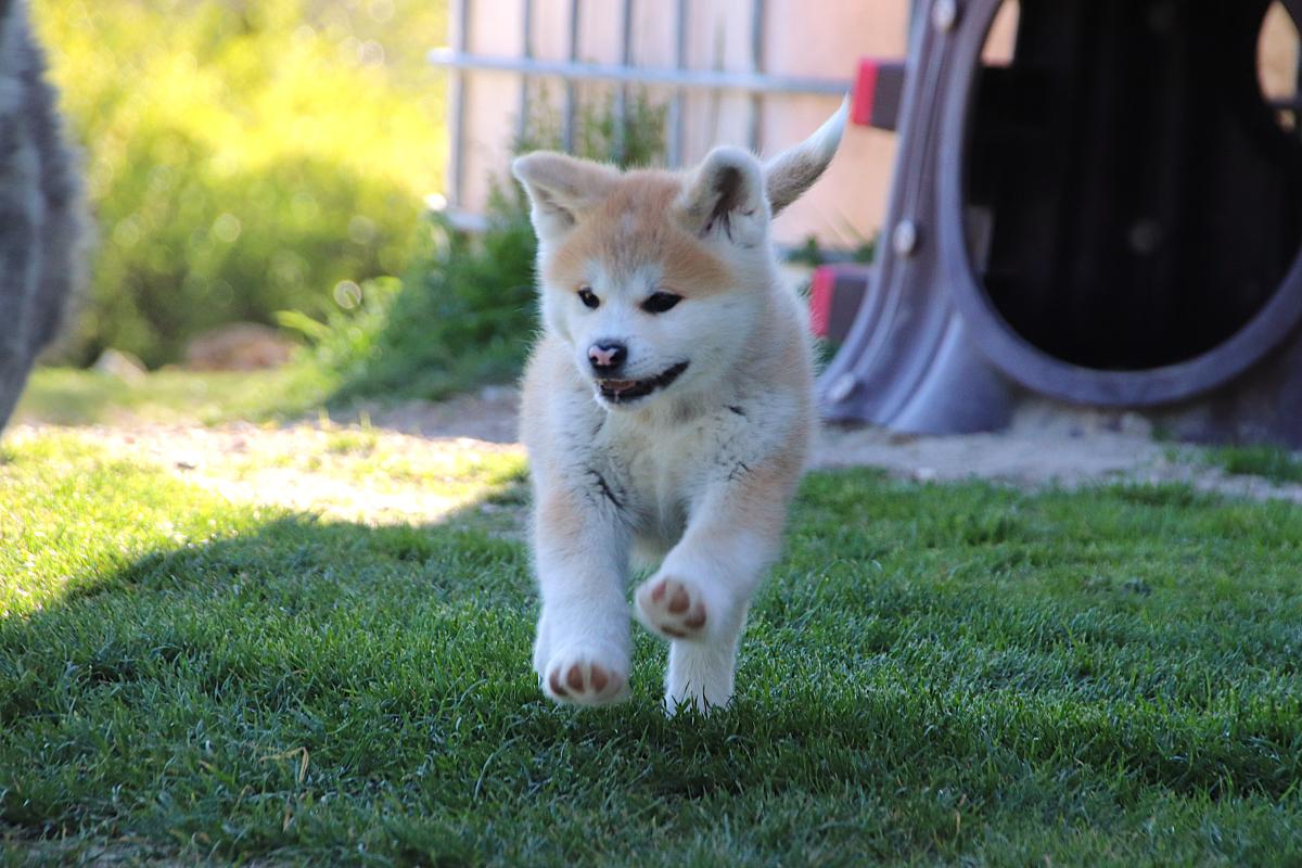 Chiot Akita inu LOF femelle rousse