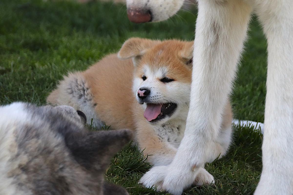 Chiot Akita inu LOF femelle rousse