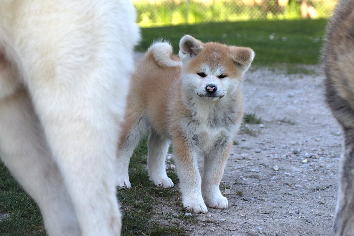 Chiot Akita inu LOF femelle rousse