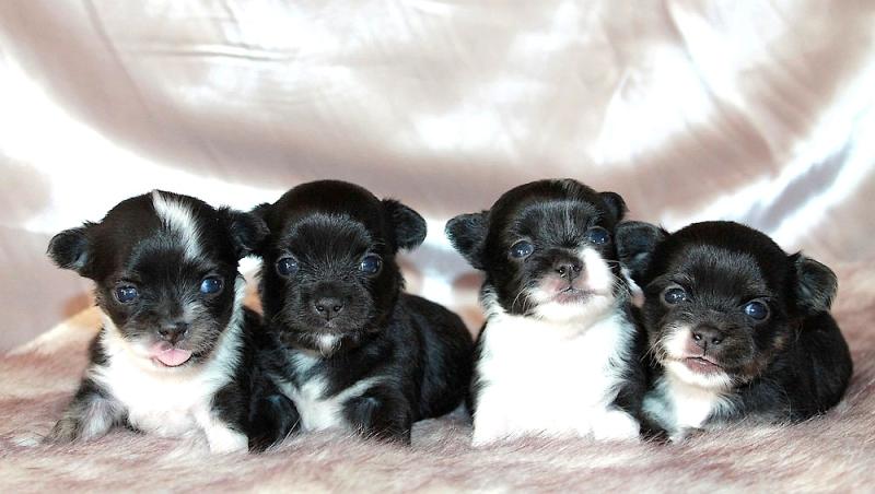 breeding.breeding_name