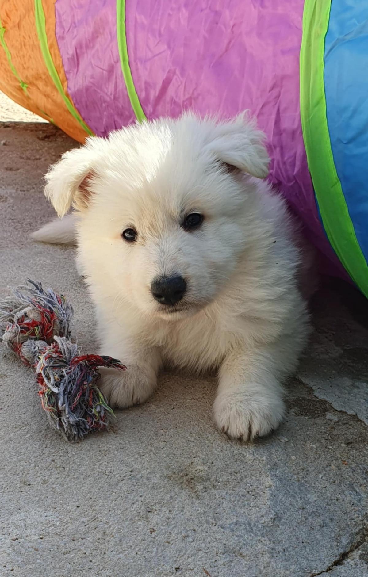 Chiots Bergers Blancs Suisse LOF Disponibles fin avril