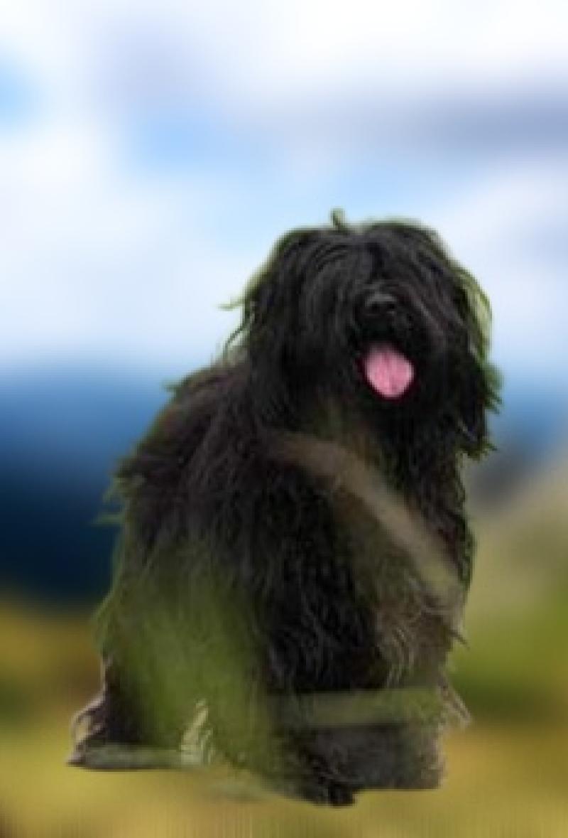 MARLEY LAMLEH TIBET DE LING DECHEN