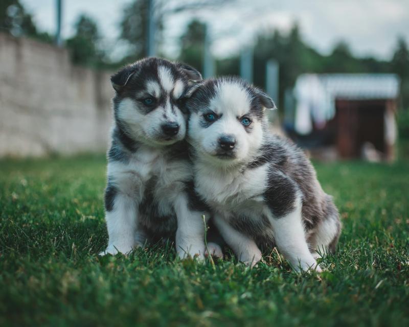 Choisir entre un chien mâle et une chienne : points à considérer Choisir entre un chien mâle et une chienne : points à considérer