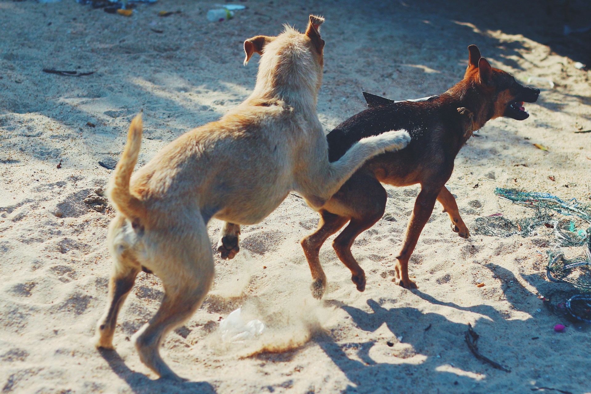 chien montant une femelle