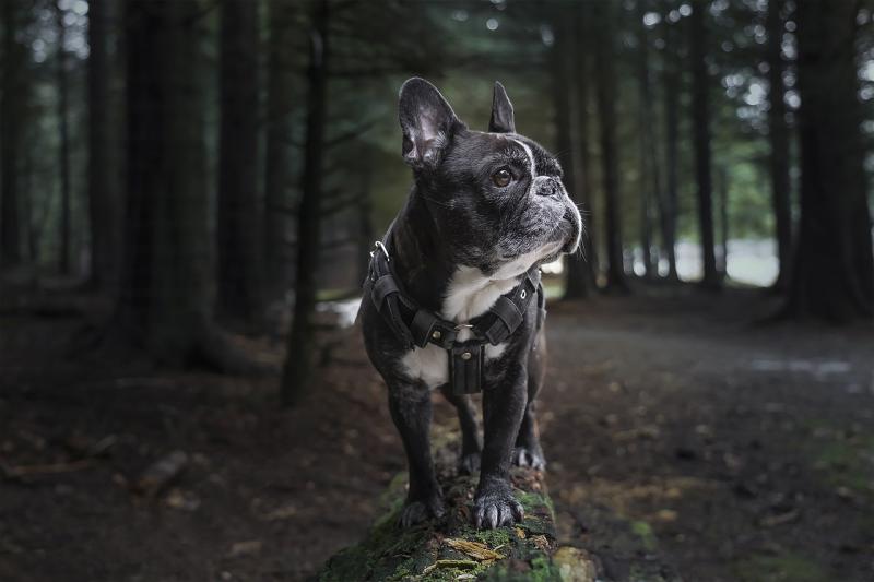Race de chien