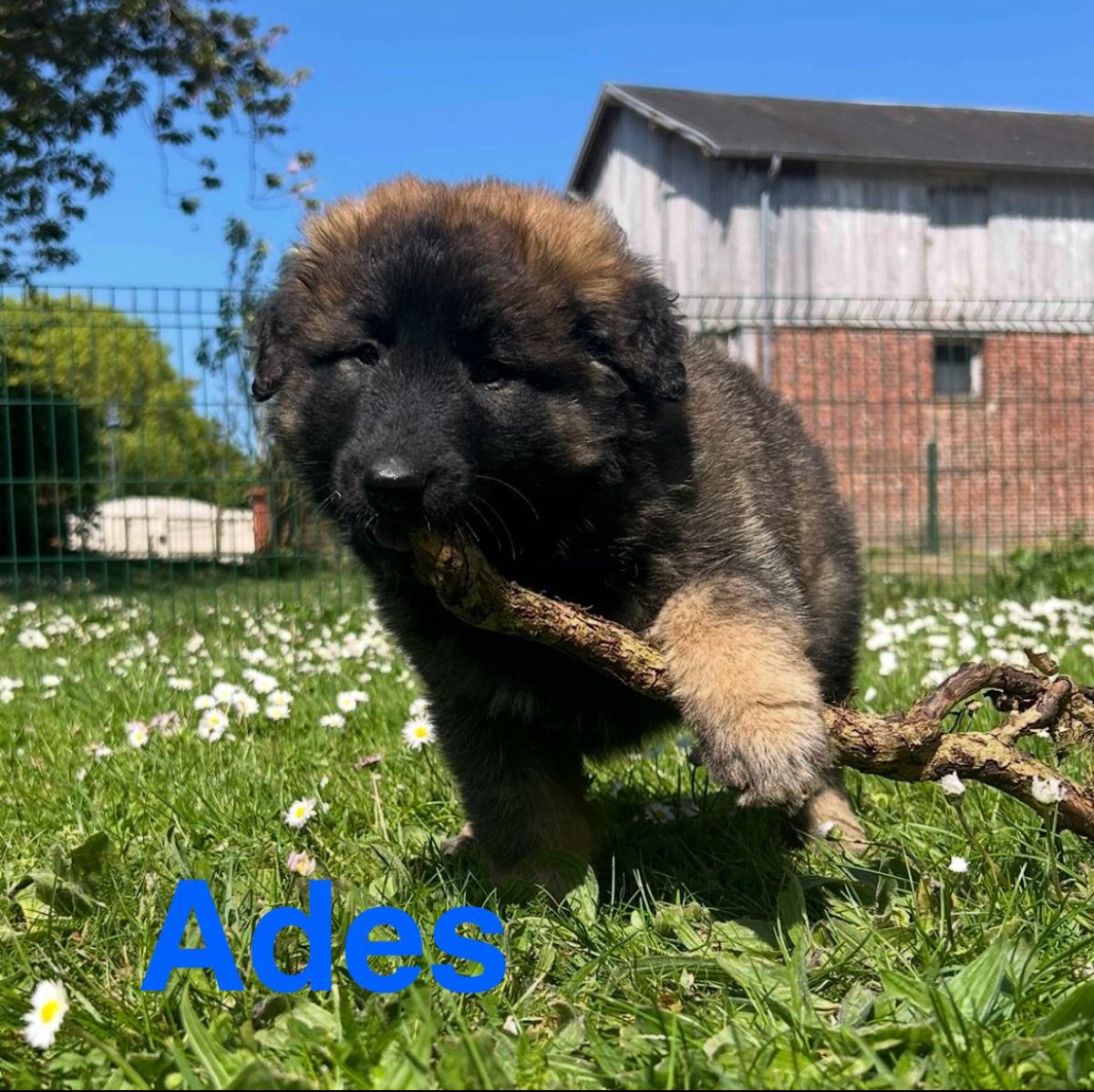 Adès, magnifique chiot Berger Belge Tervueren LOF, prêt à conquérir votre cœur 🐾❤️