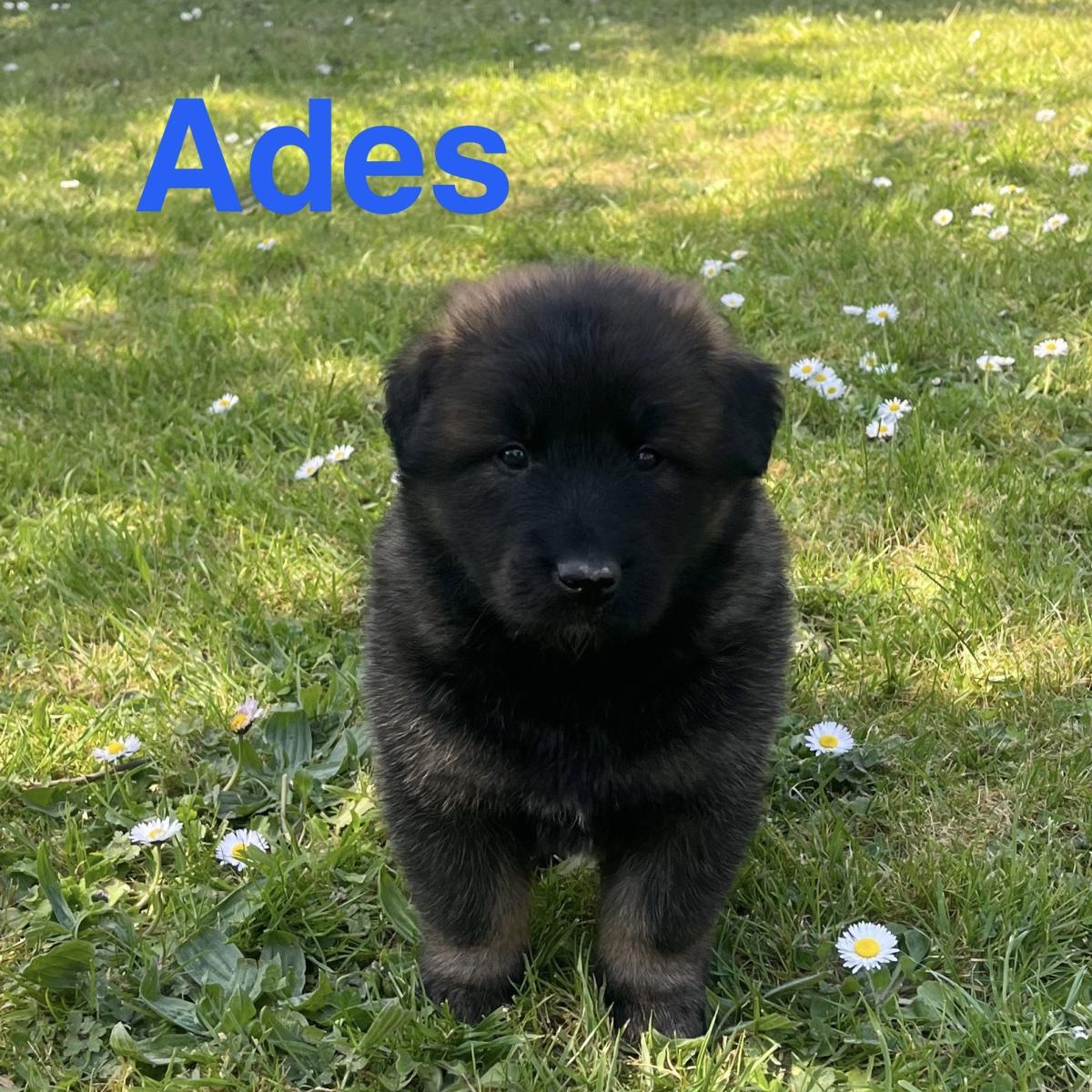Adès, magnifique chiot Berger Belge Tervueren LOF, prêt à conquérir votre cœur 🐾❤️