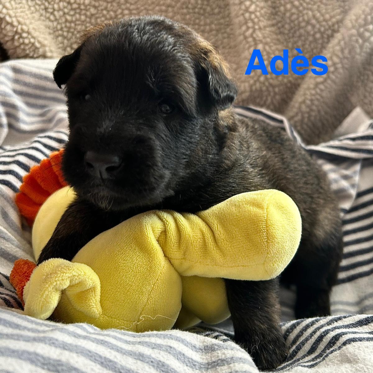 Adès, magnifique chiot Berger Belge Tervueren LOF, prêt à conquérir votre cœur 🐾❤️