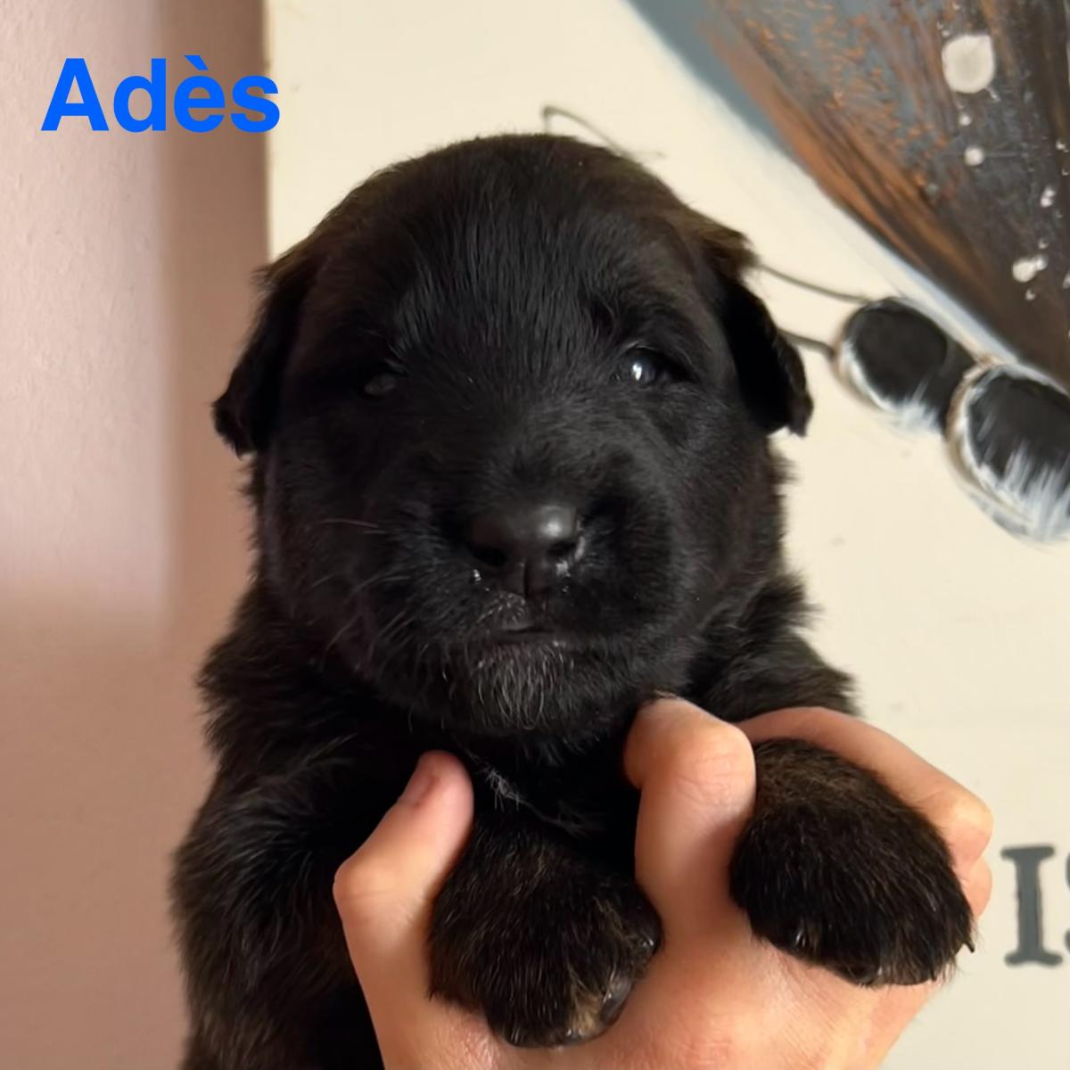 Adès, magnifique chiot Berger Belge Tervueren LOF, prêt à conquérir votre cœur 🐾❤️