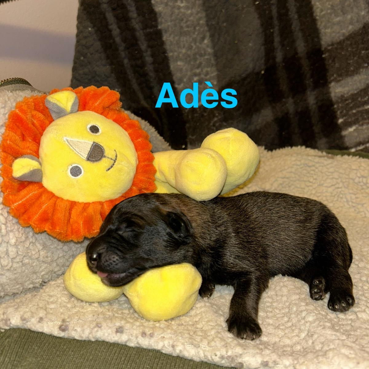 Adès, magnifique chiot Berger Belge Tervueren LOF, prêt à conquérir votre cœur 🐾❤️