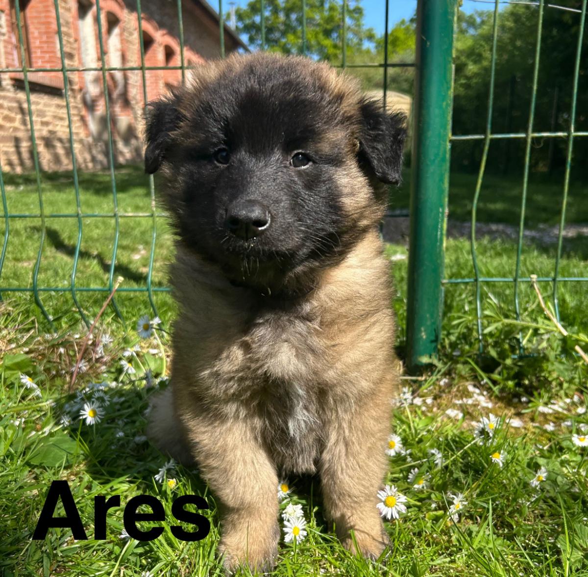 Arès, magnifique chiot Berger Belge Tervueren LOF, prêt à conquérir votre cœur 🐾❤️