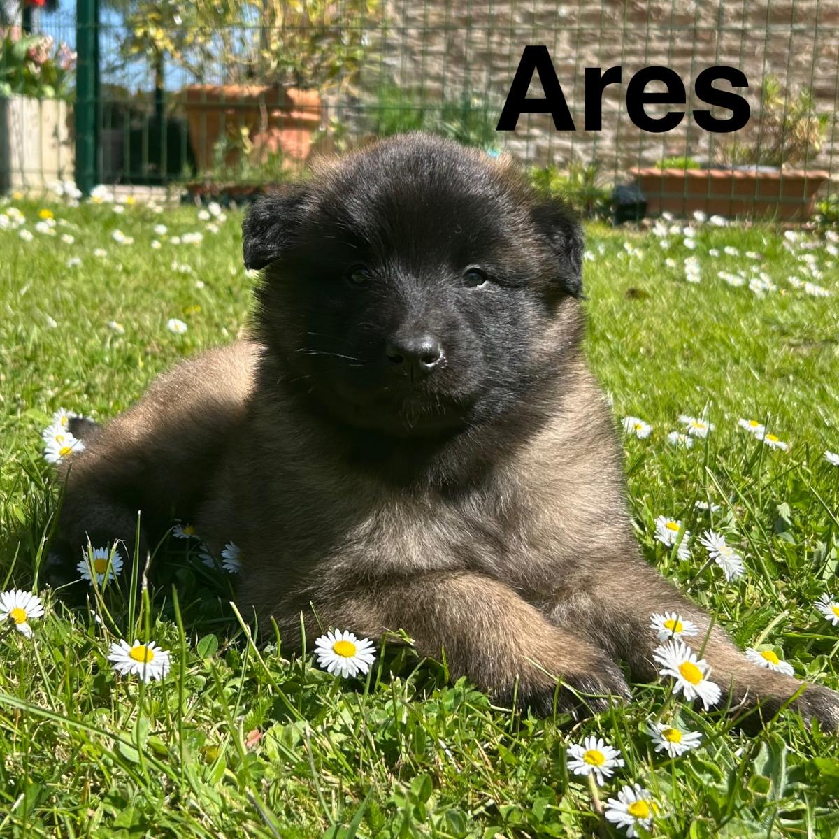 Arès, magnifique chiot Berger Belge Tervueren LOF, prêt à conquérir votre cœur 🐾❤️