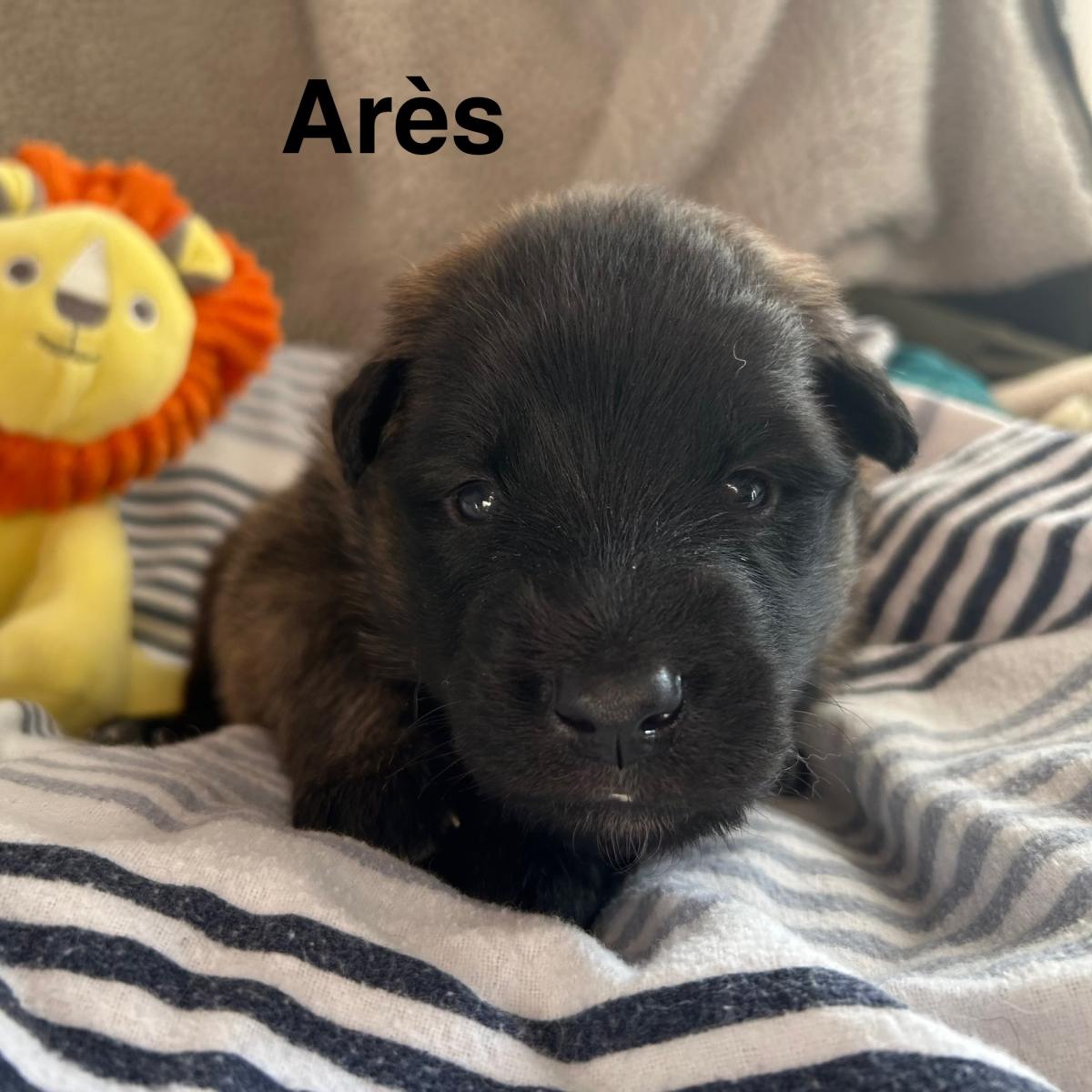 Arès, magnifique chiot Berger Belge Tervueren LOF, prêt à conquérir votre cœur 🐾❤️