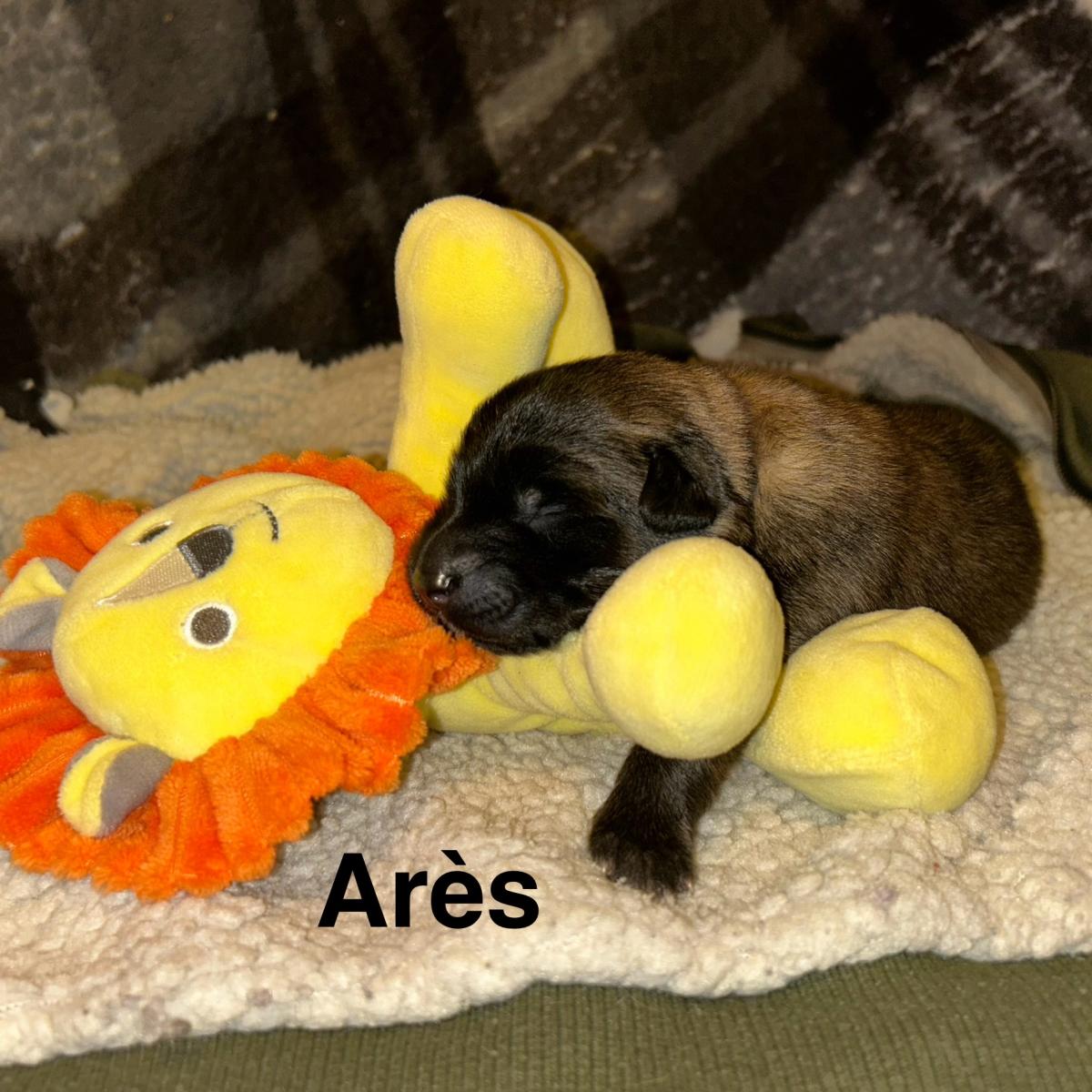 Arès, magnifique chiot Berger Belge Tervueren LOF, prêt à conquérir votre cœur 🐾❤️