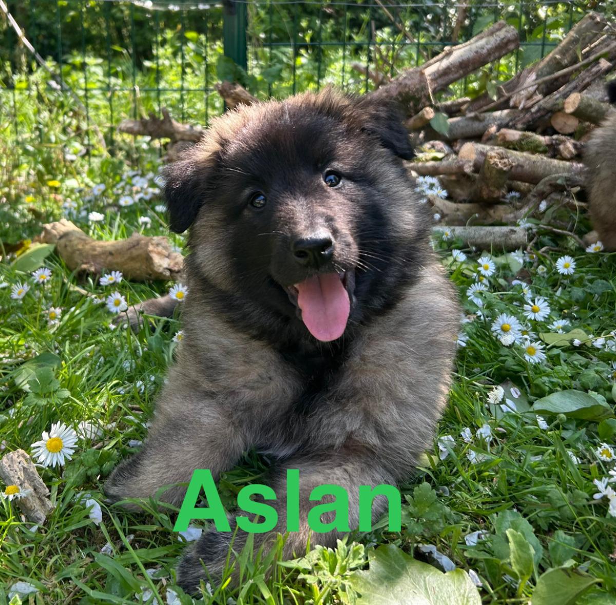 Aslan, magnifique chiot Berger Belge Tervueren LOF, prêt à conquérir votre cœur 🐾❤️