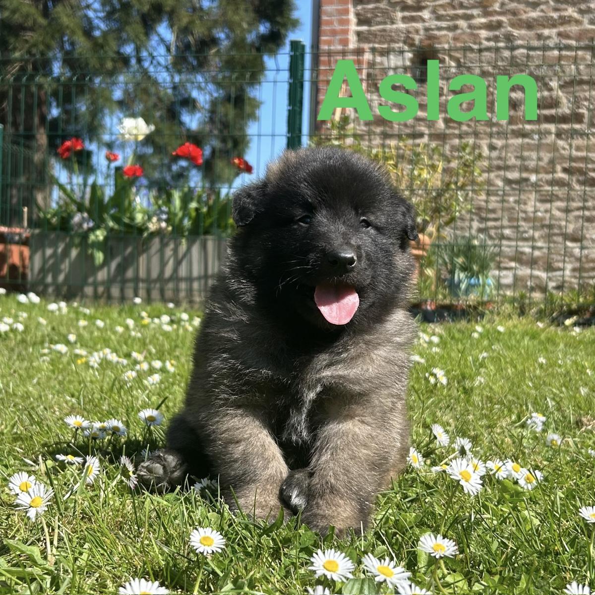 Aslan, magnifique chiot Berger Belge Tervueren LOF, prêt à conquérir votre cœur 🐾❤️
