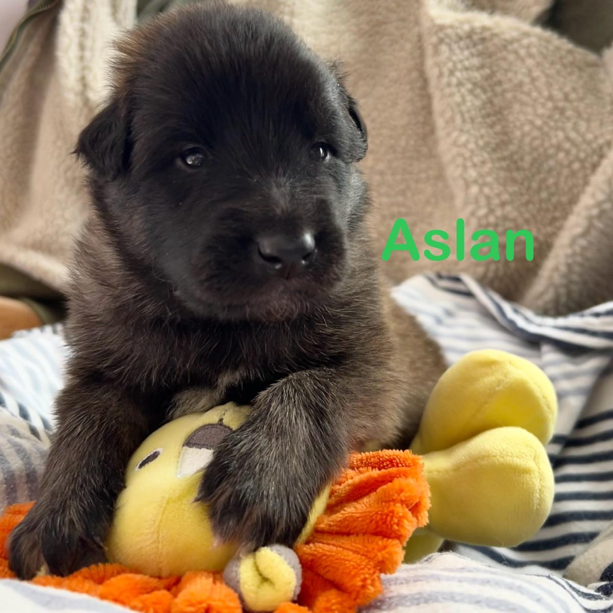 Aslan, magnifique chiot Berger Belge Tervueren LOF, prêt à conquérir votre cœur 🐾❤️