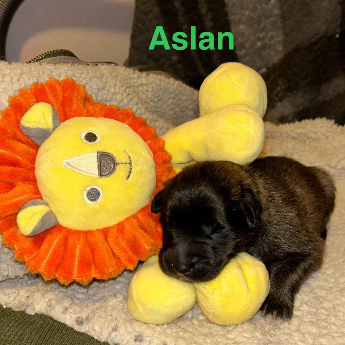 Aslan, magnifique chiot Berger Belge Tervueren LOF, prêt à conquérir votre cœur 🐾❤️