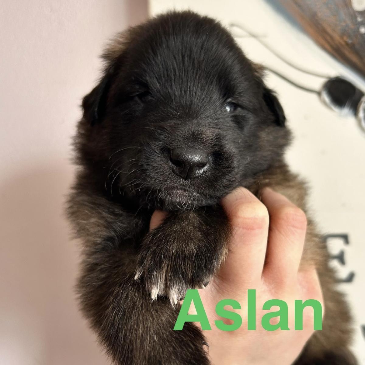 Aslan, magnifique chiot Berger Belge Tervueren LOF, prêt à conquérir votre cœur 🐾❤️