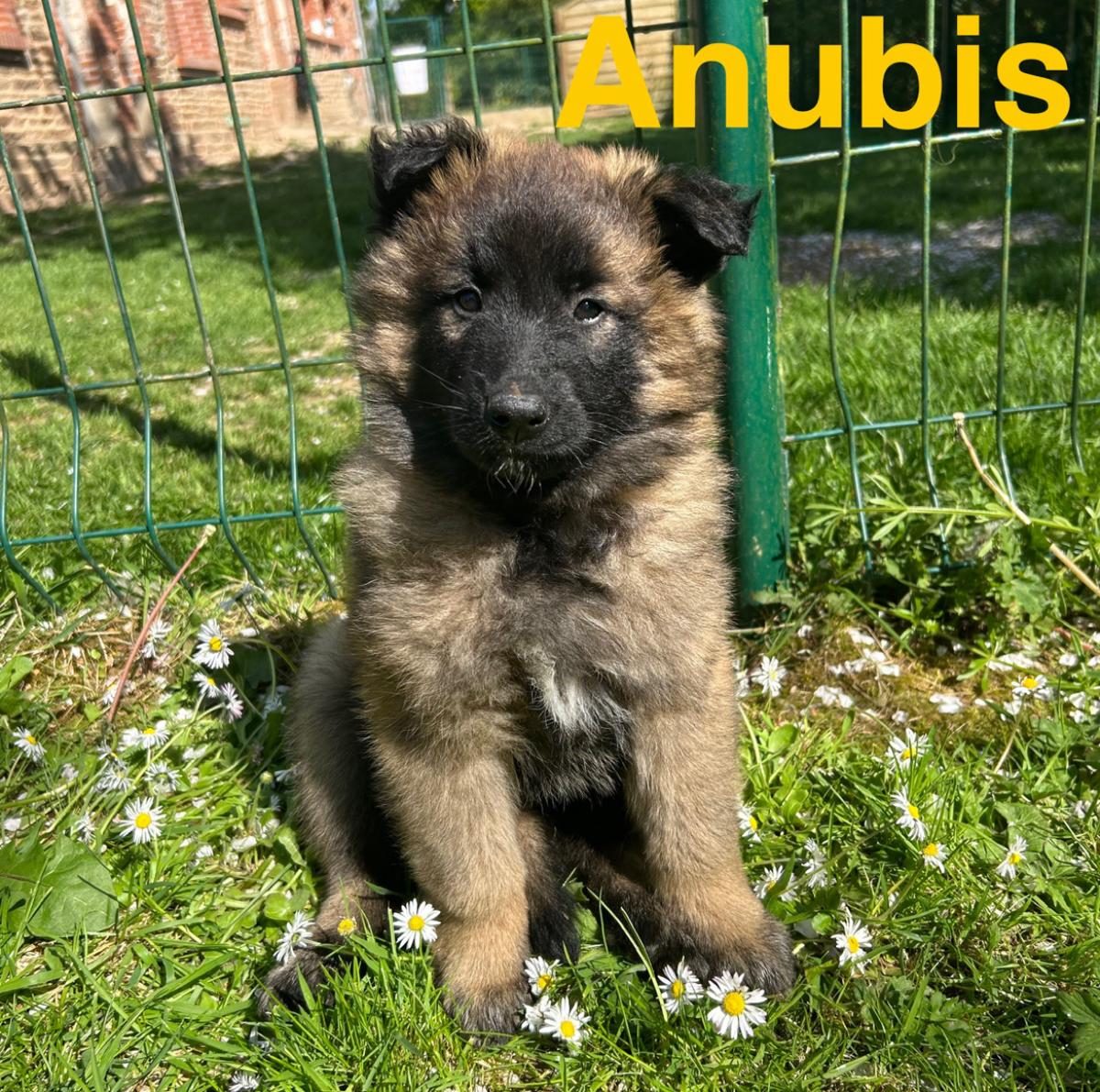 Apollon, magnifique chiot Berger Belge Tervueren LOF, prêt à conquérir votre cœur 🐾❤️