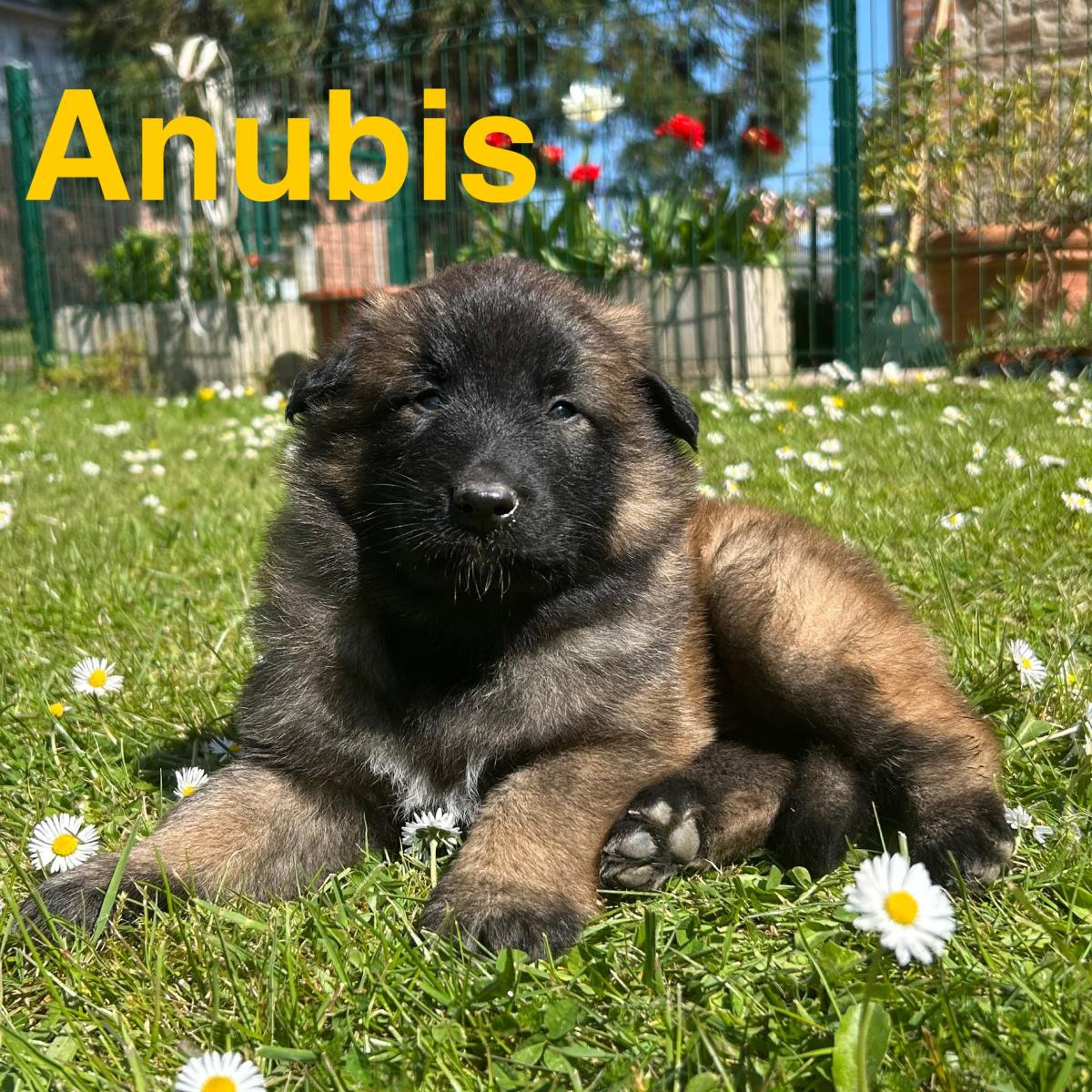 Apollon, magnifique chiot Berger Belge Tervueren LOF, prêt à conquérir votre cœur 🐾❤️