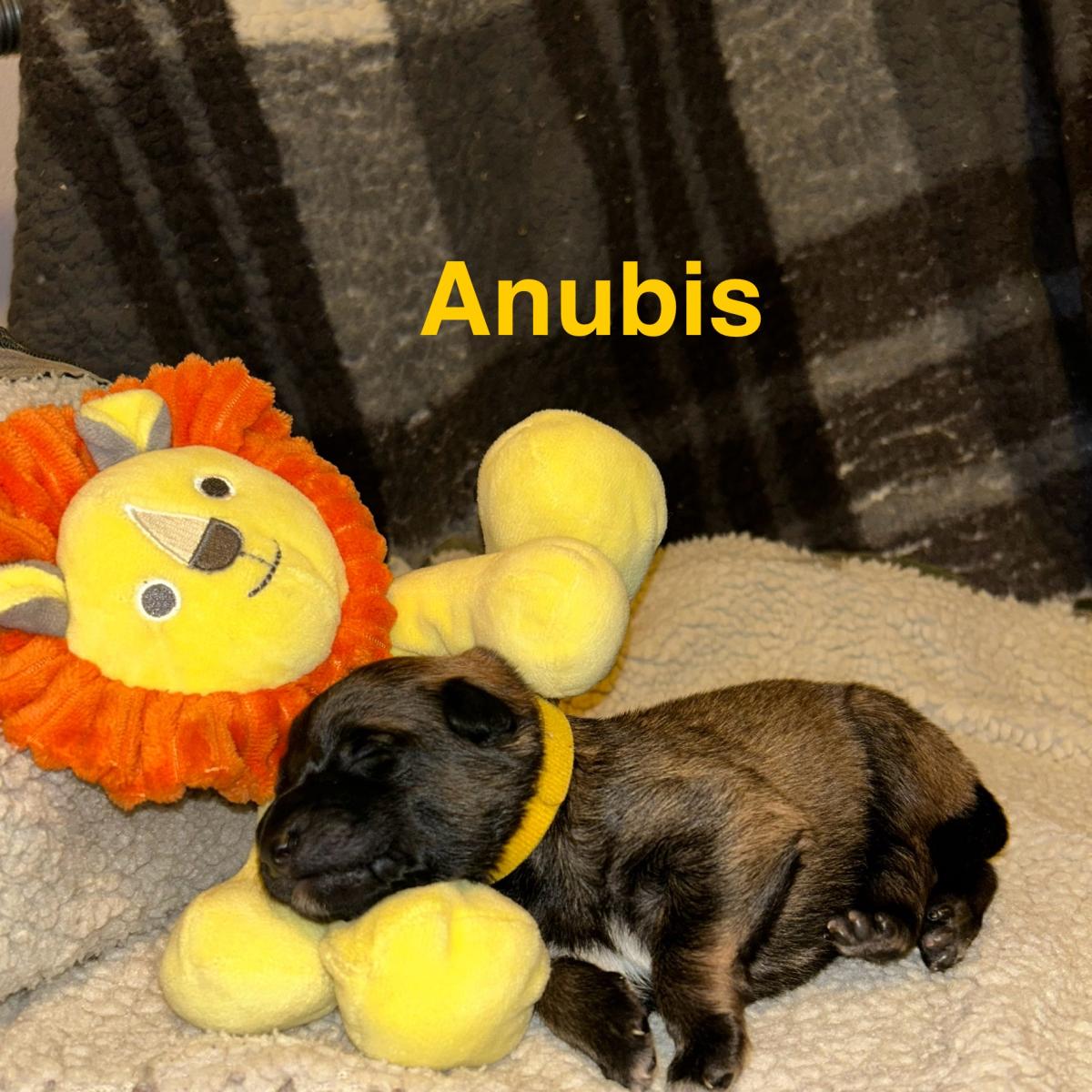 Apollon, magnifique chiot Berger Belge Tervueren LOF, prêt à conquérir votre cœur 🐾❤️