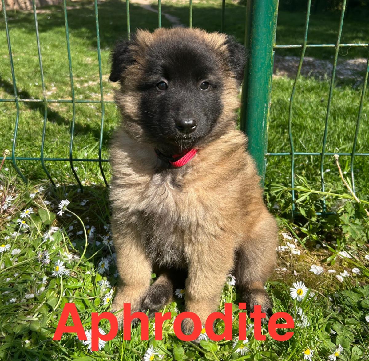Aphrodite, magnifique chiot Berger Belge Tervueren LOF, prêt à conquérir votre cœur 🐾❤️